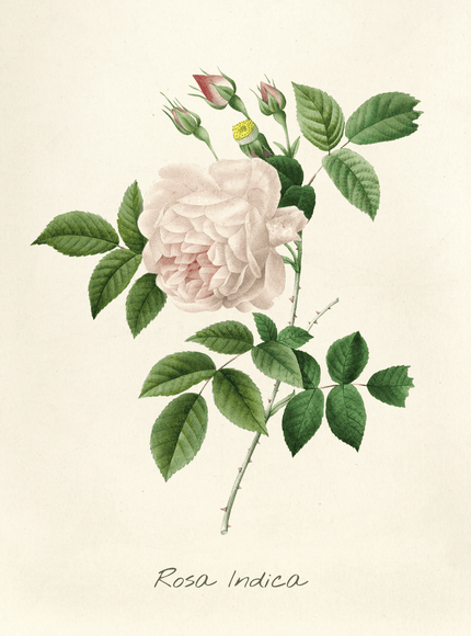 Rosa Indica Botanical Rose Poster - Framzio