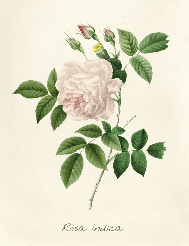 Rosa Indica Botanical Rose Poster - Framzio