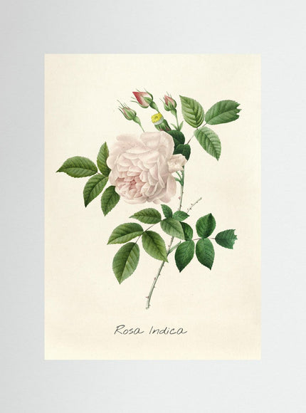 Blomma 11
