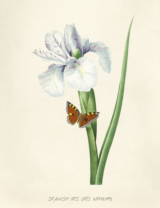 Spanish Iris Botanical Poster with Butterfly | Vintage Flower - Framzio
