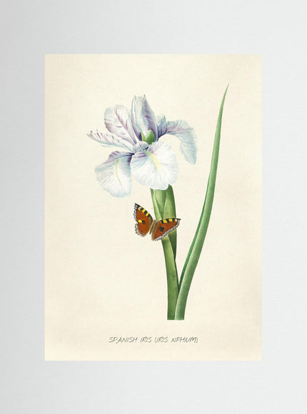 Blomma 14