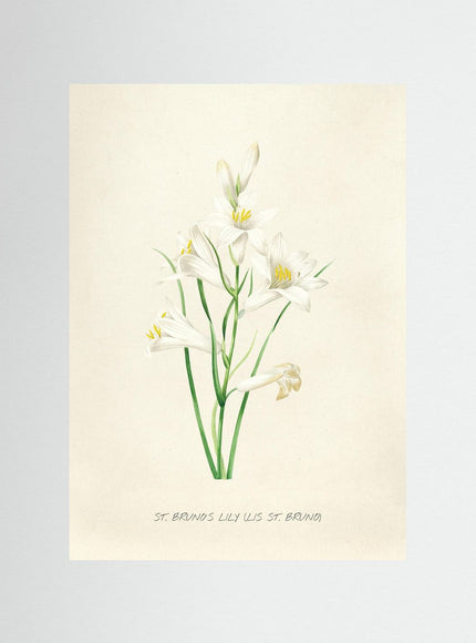 Blomma 13