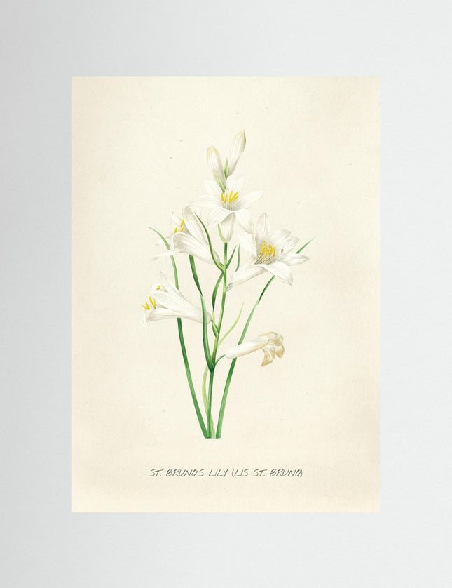 Blomma 13