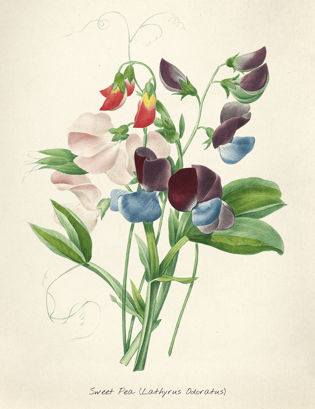 Sweet Pea Botanical Print - Vintage Flower Illustration - Framzio