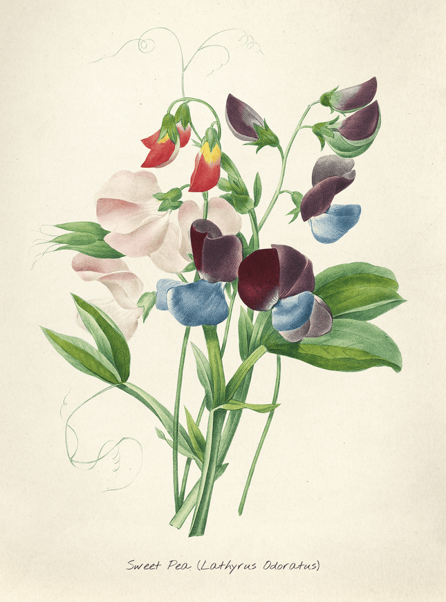 Sweet Pea Botanical Print - Vintage Flower Illustration - Framzio