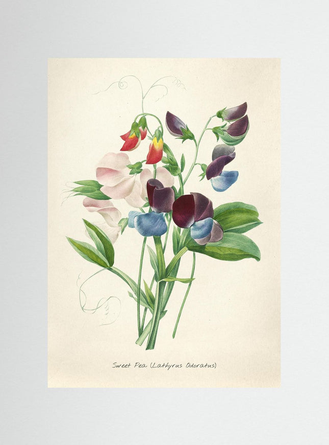 Blomma 20
