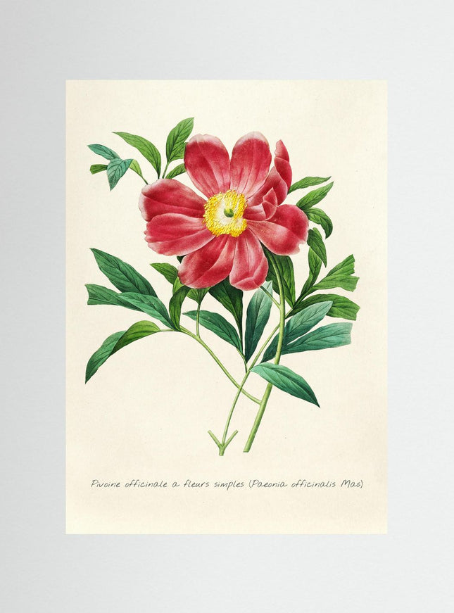 Blomma 12