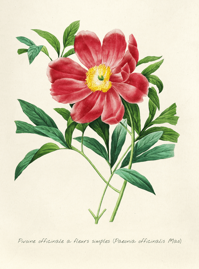 Vintage Peony Botanical Art Print | Paeonia Officinalis - Framzio
