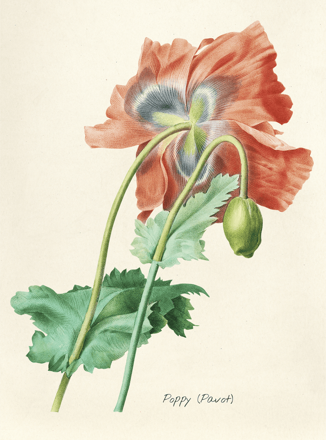 Vintage Poppy Botanical Illustration Print - Framzio