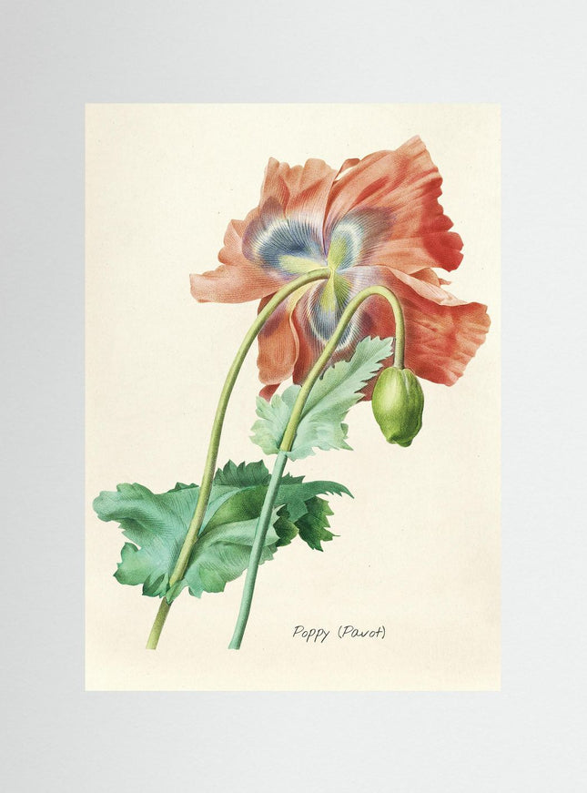 Blomma 7