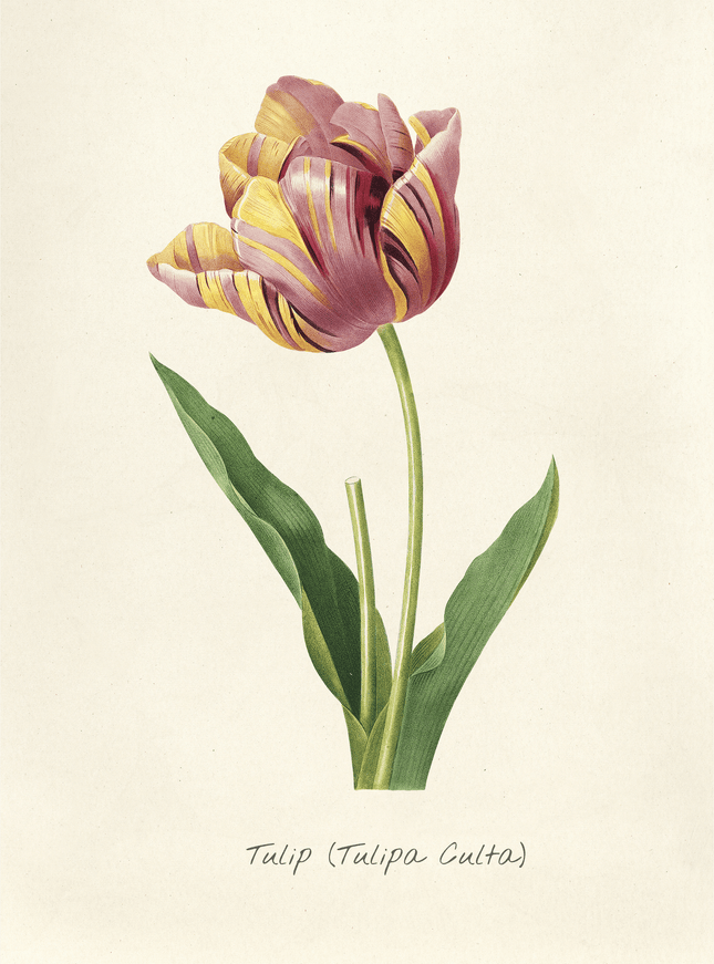 Vintage Tulip Botanical Print | Tulipa Culta Art Poster - Framzio
